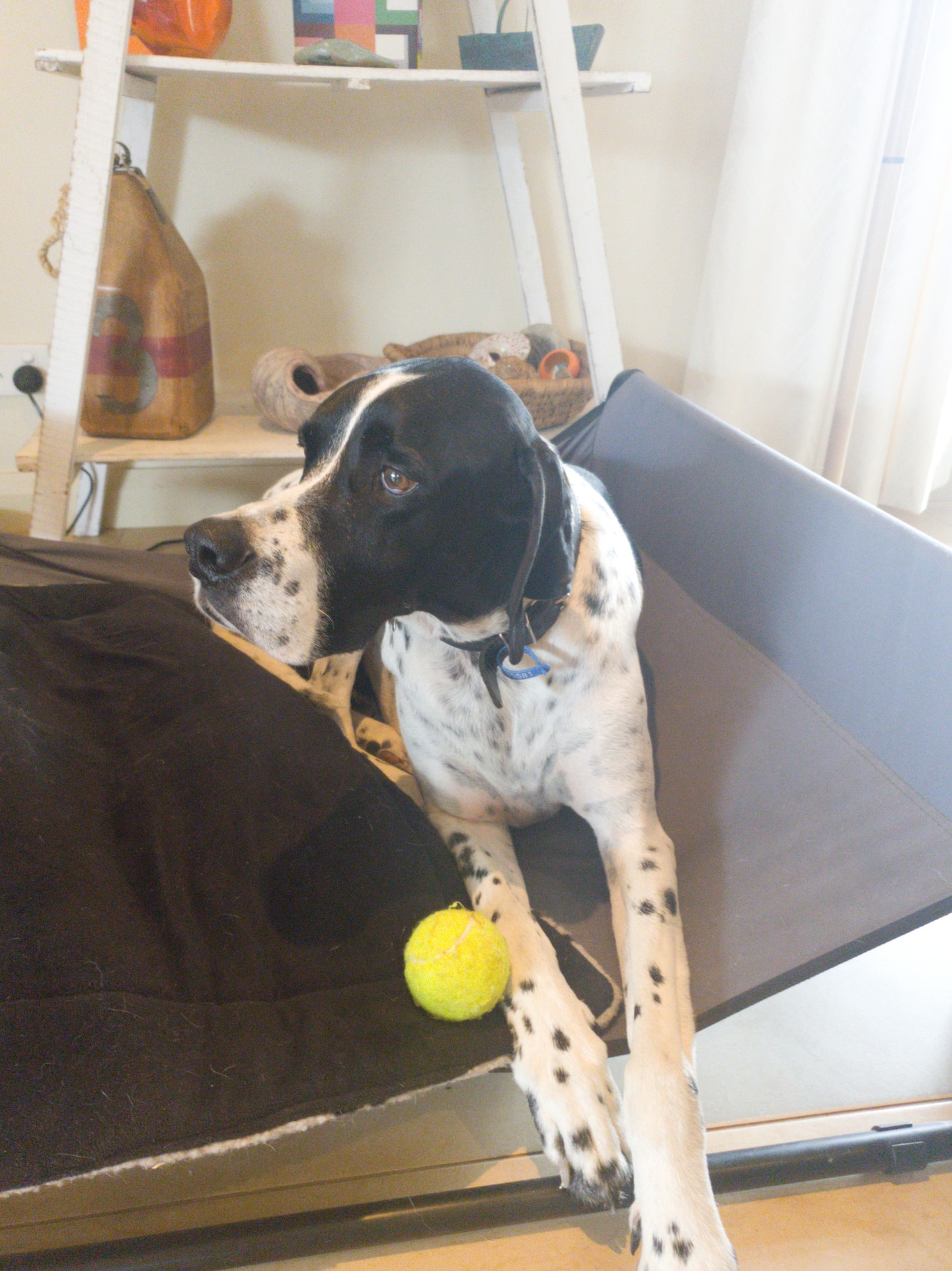 pebbles beach retreat dog friendly accommodation 26
