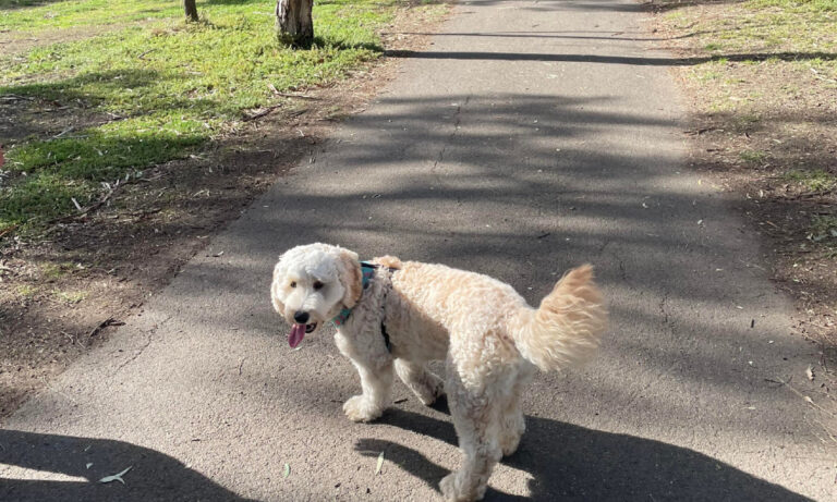 Barwon River Trail 2 10 6 768x461