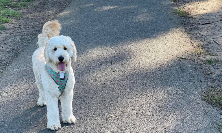 Queens Park 106 768x461