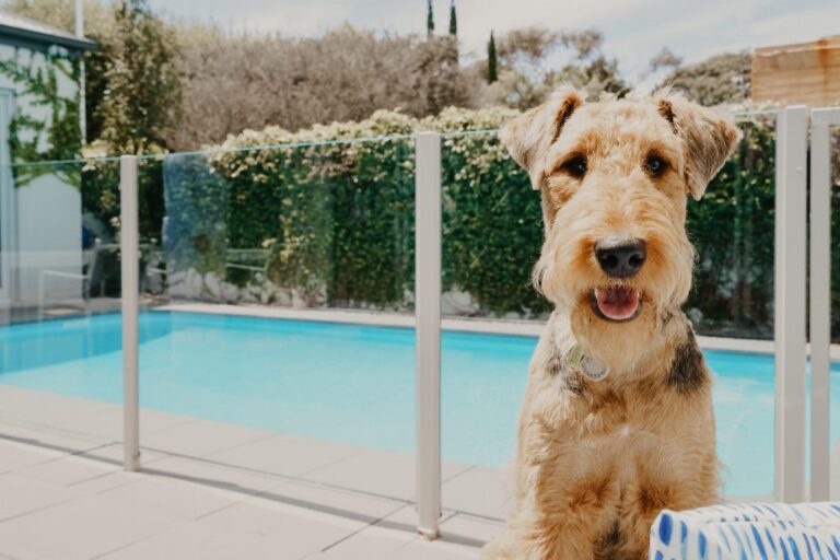 portsea hideaway dog friendly accommodation 1 768x512