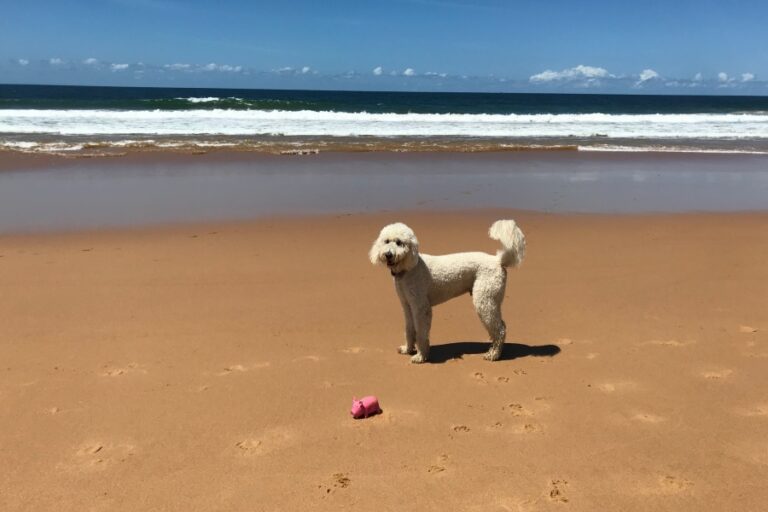 Culburra Beach 96 768x512