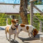 monigatti cottage dog friendly accommodation 15 96 150x150