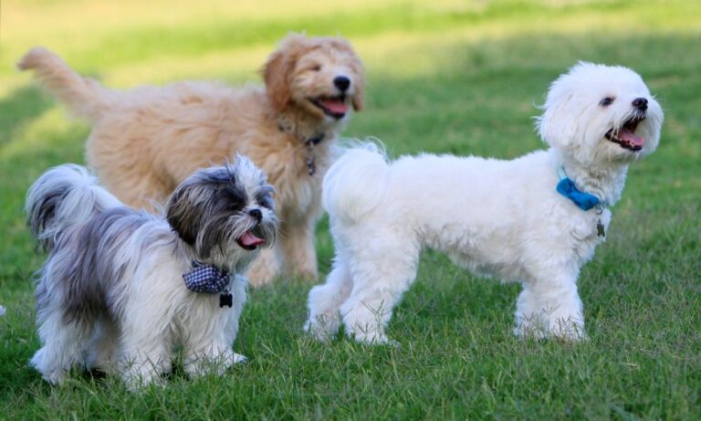 Footscray Park 768x461