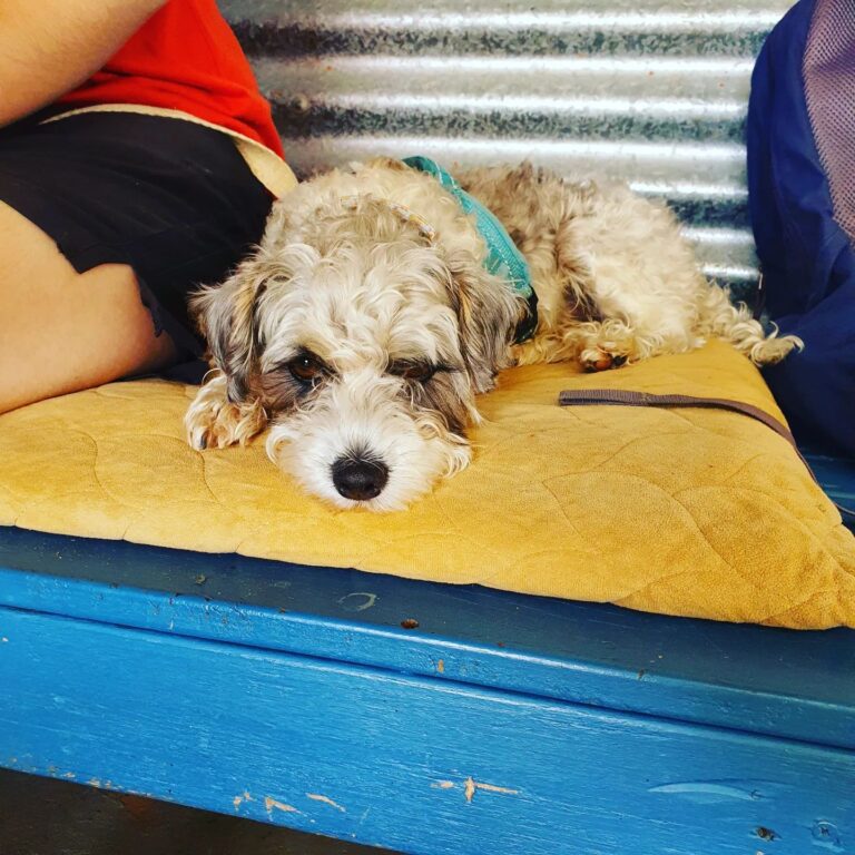 Lithgow Tin Shed 6 768x768