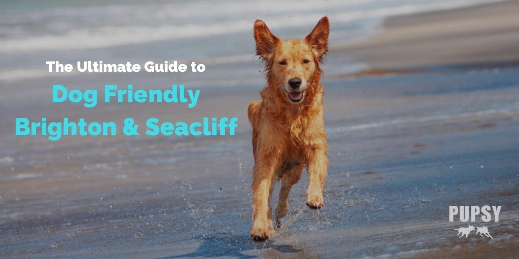 dog-friendly-brighton-seacliff-adelaide