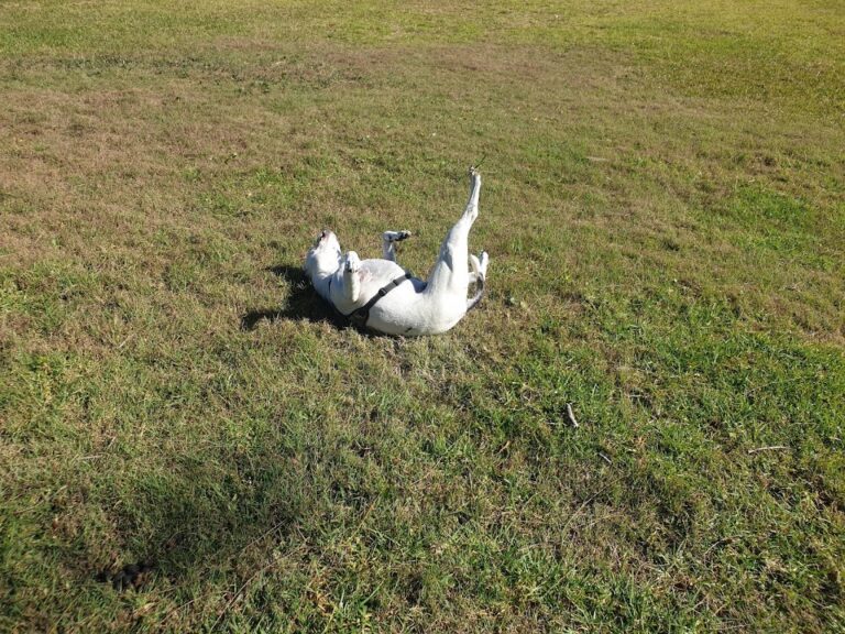 Blcakbutt Reserve 768x576