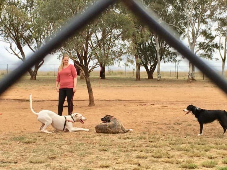 Casey Dog Park 768x576