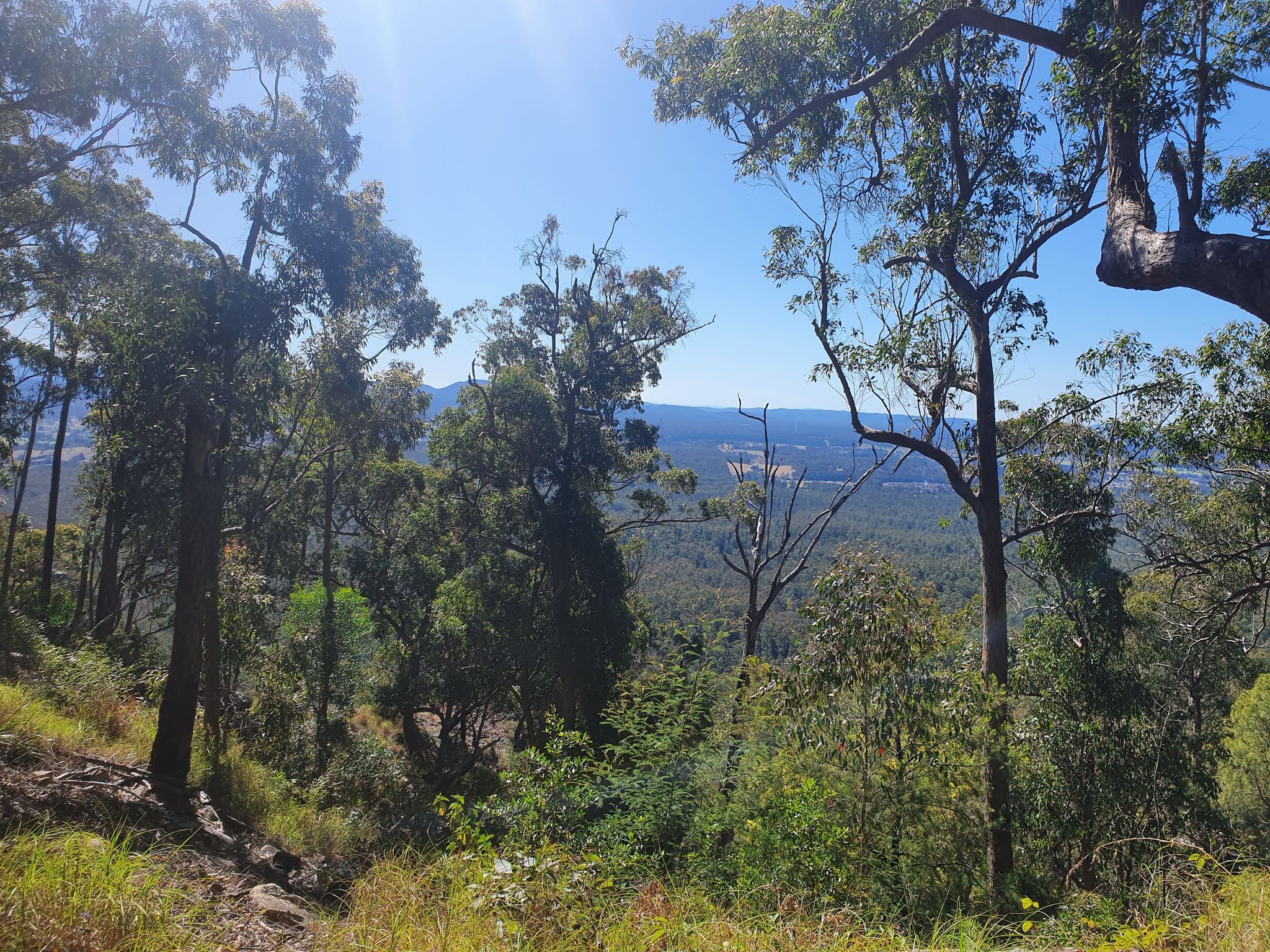 Cowarra State Forest