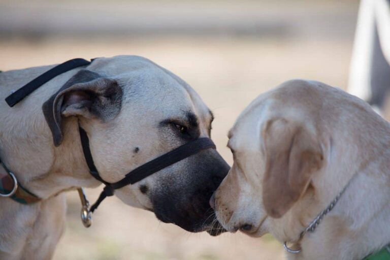 Forde Dog Park 768x512