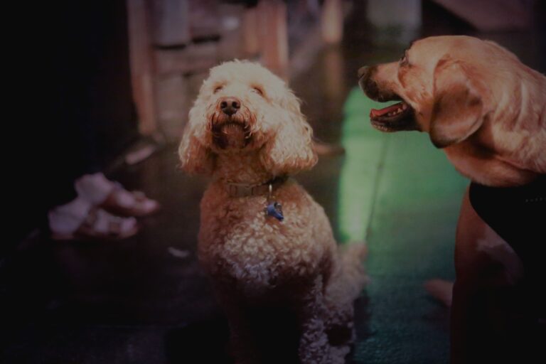 Granddad Jack Brisbane 1 768x512