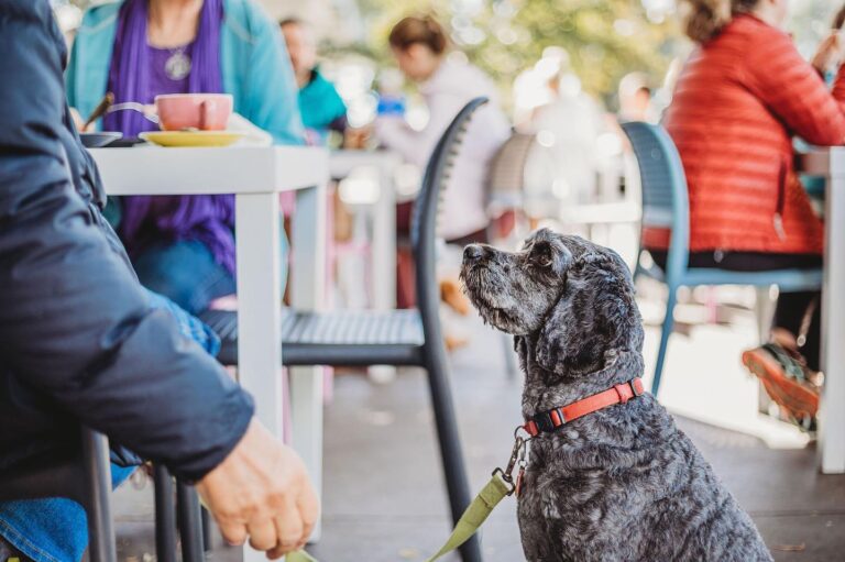 Little Oink 2 768x511