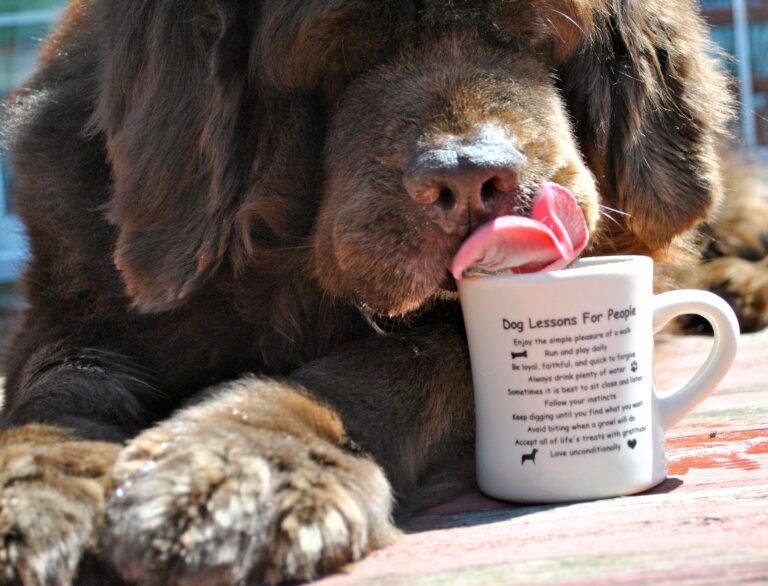 The Deck Sunshine Beach 3 768x586