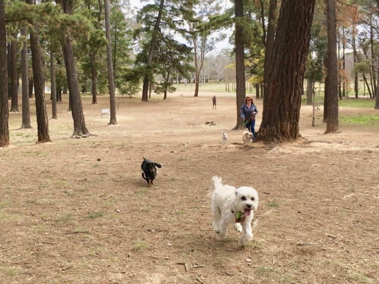 Yarralumla Dog Park 768x576