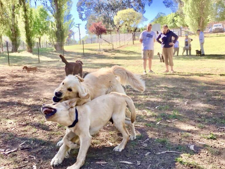 Yass Dog Park 768x576