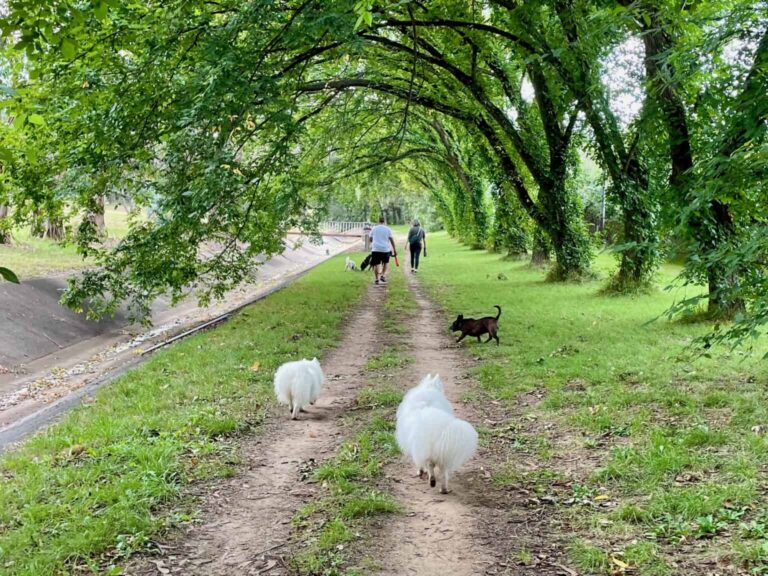 Downer Dickson Walk 768x576