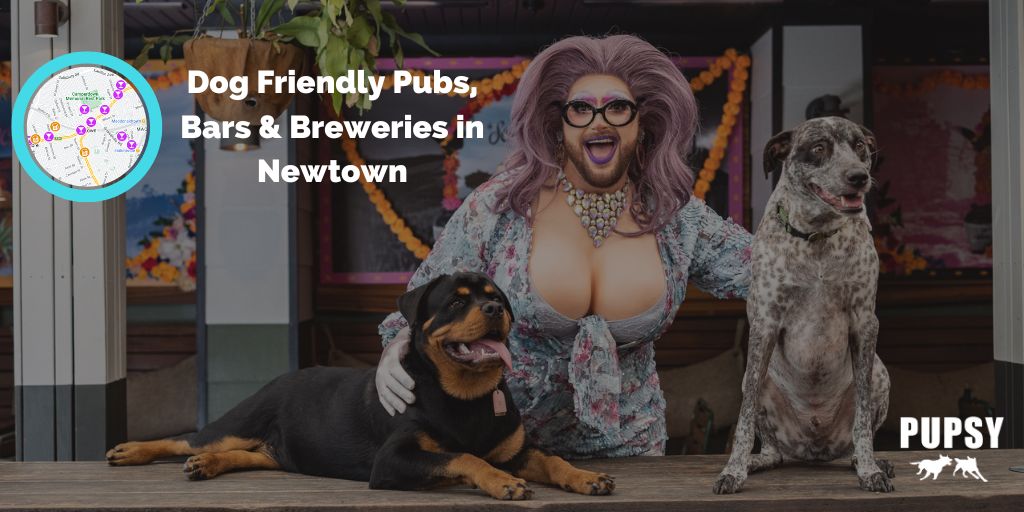 dog-friendly-pubs-newtown-sydney