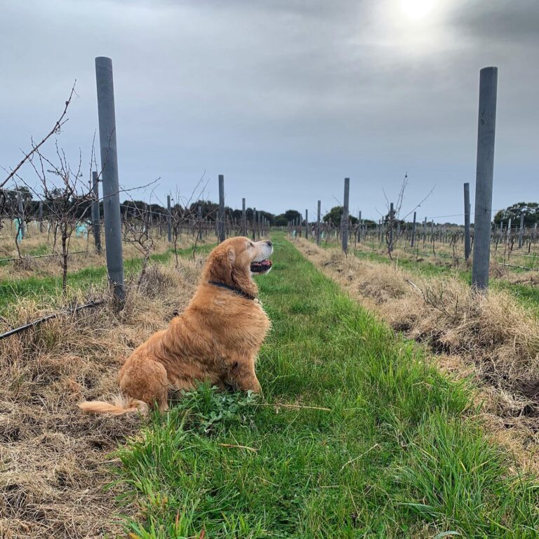 Banks Road Vineyard 3 768x768