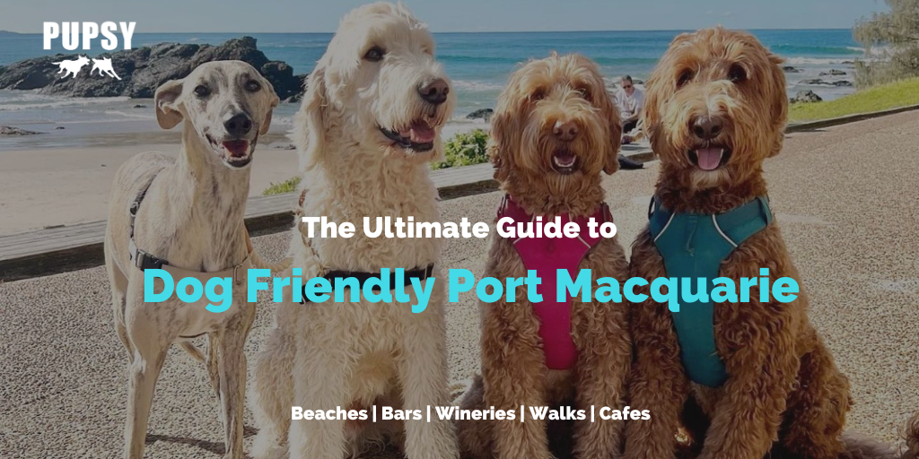 dog-friendly-port-macquarie