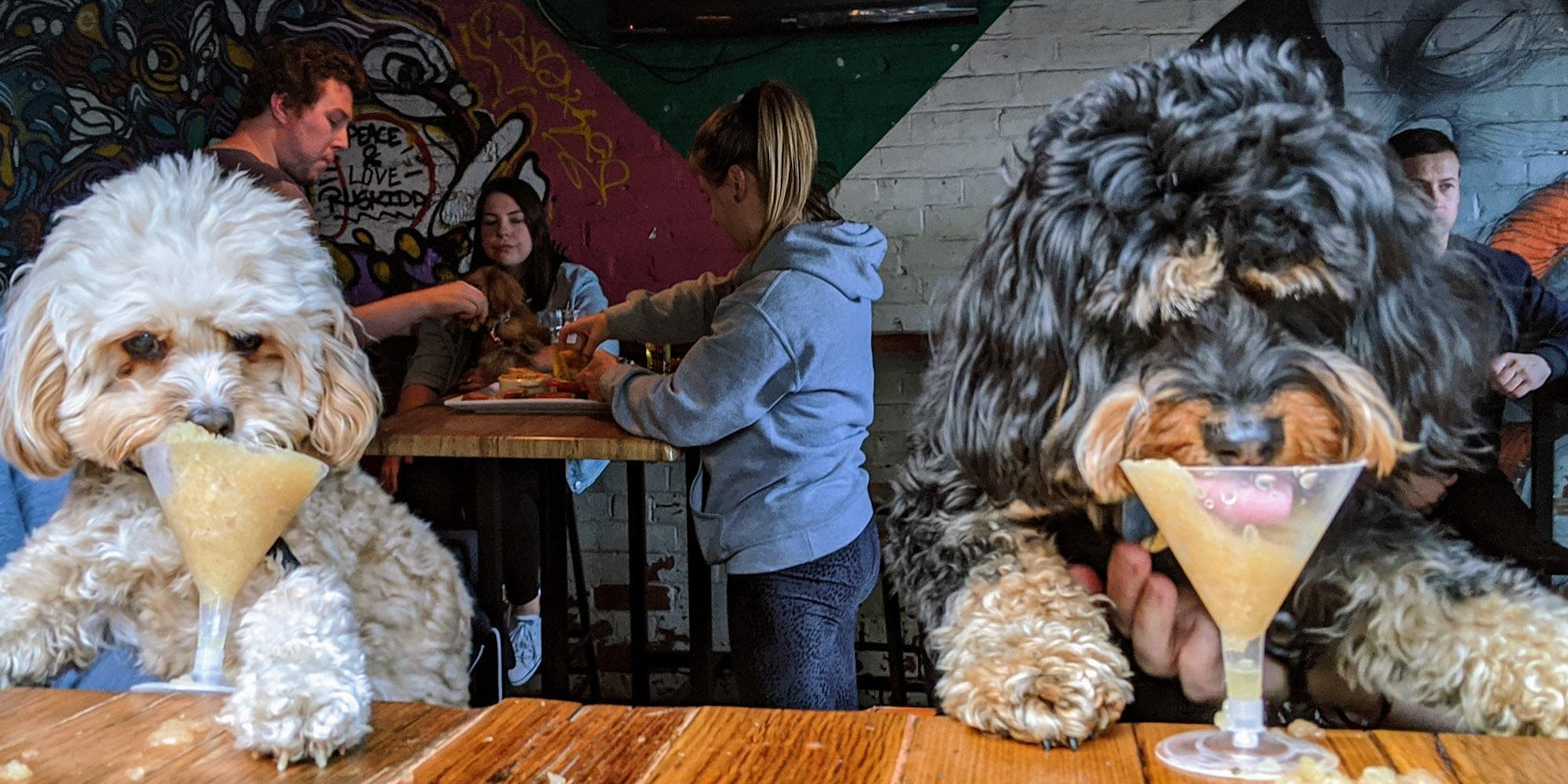Puppy Pub Crawl Brunswick 2021