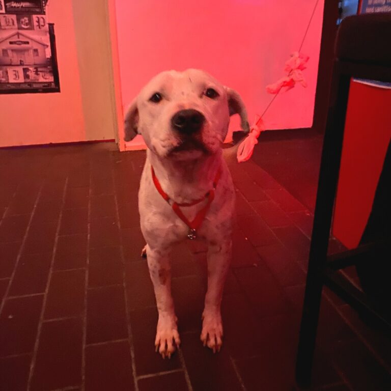 Scarlet Weasel 1 768x768