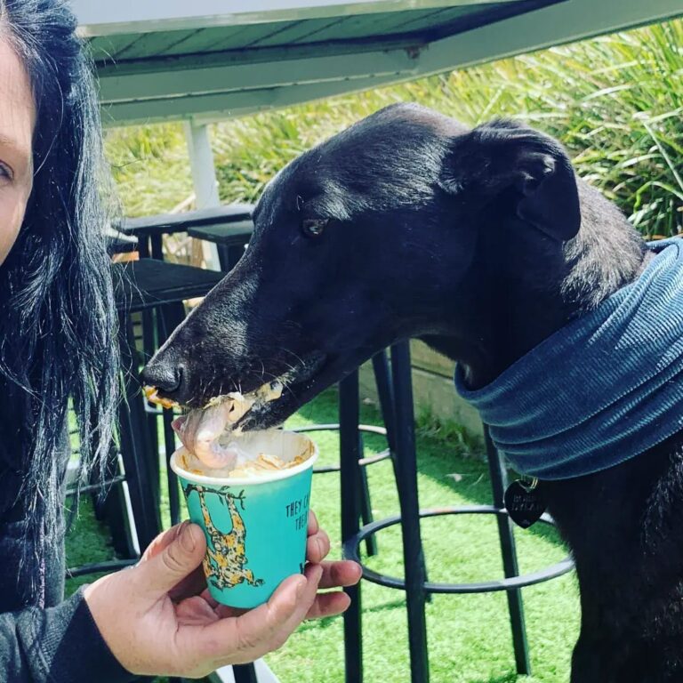 The Bird The Wolf 1 768x768