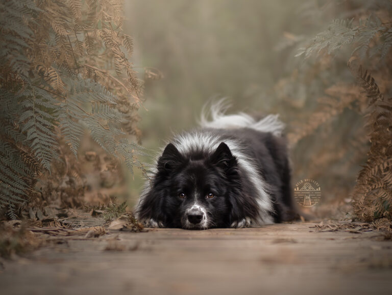 Wild Whiskers 1 768x577