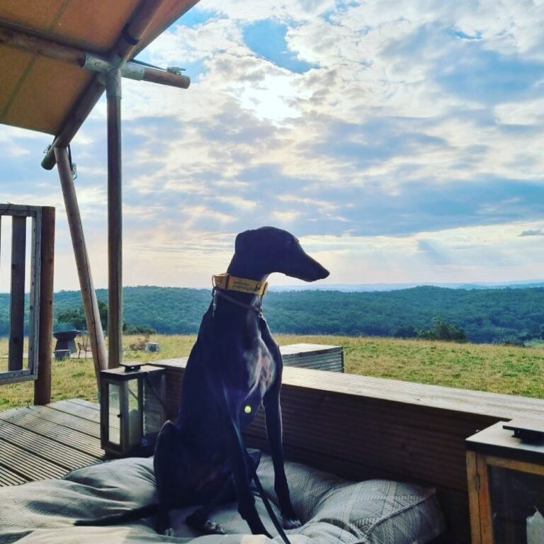 Luxe Tent on The Hill Dog Friendly Binda (NSW)