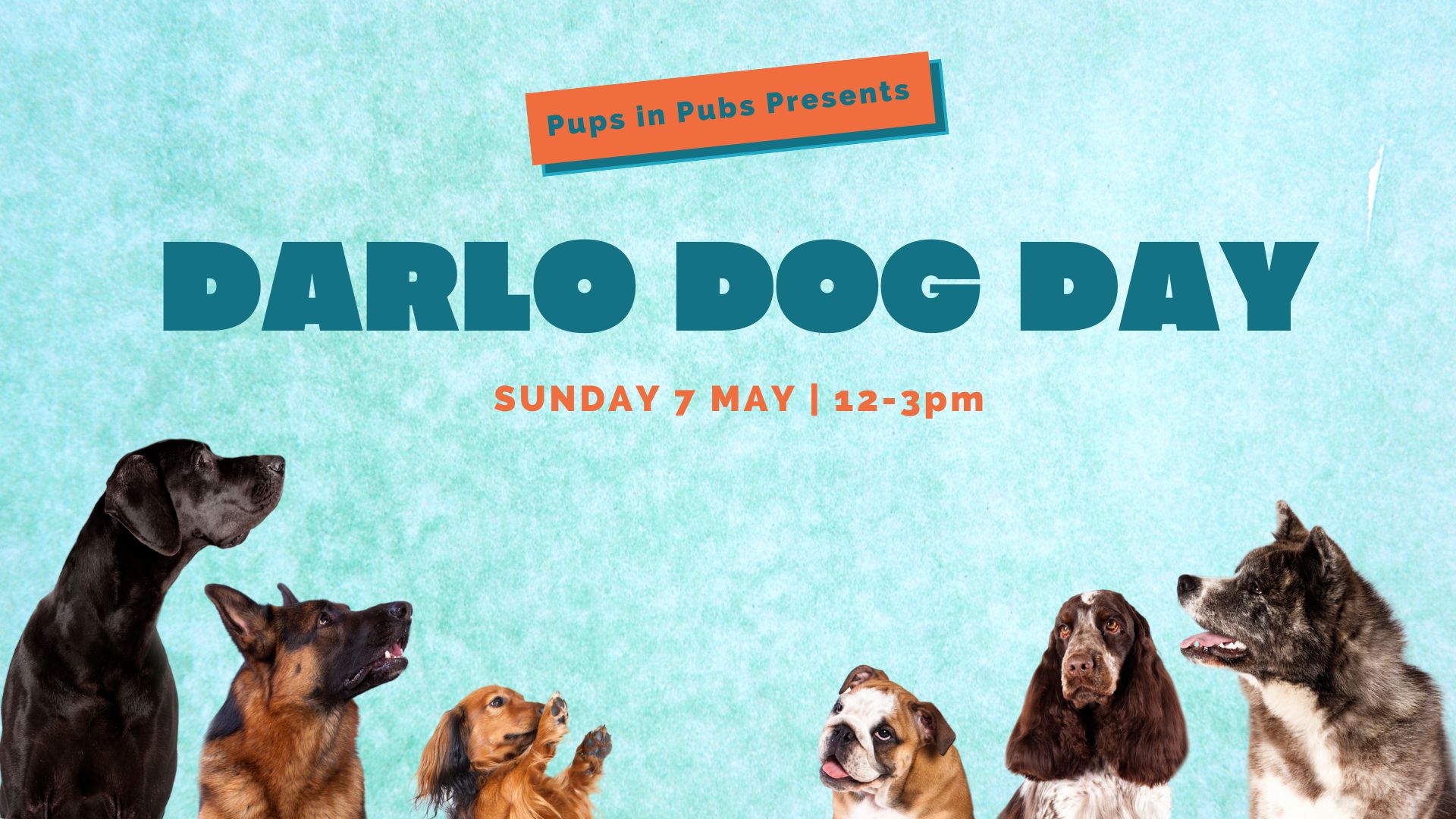Darlo Dog Day May 2023