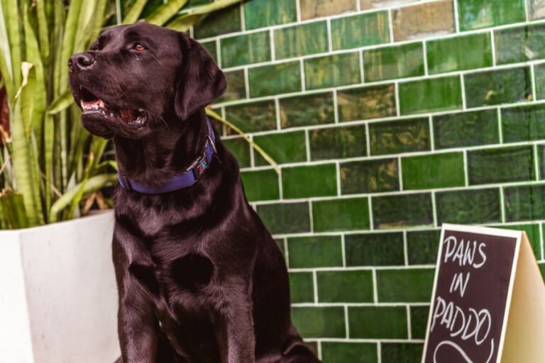 The Bellevue 10 768x512