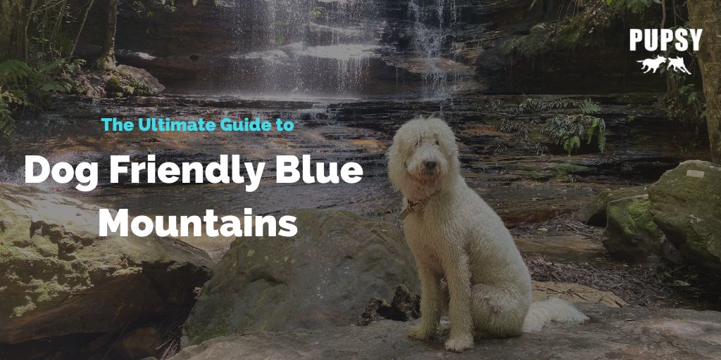 dog-friendly-travel-guide-to-blue-mountains