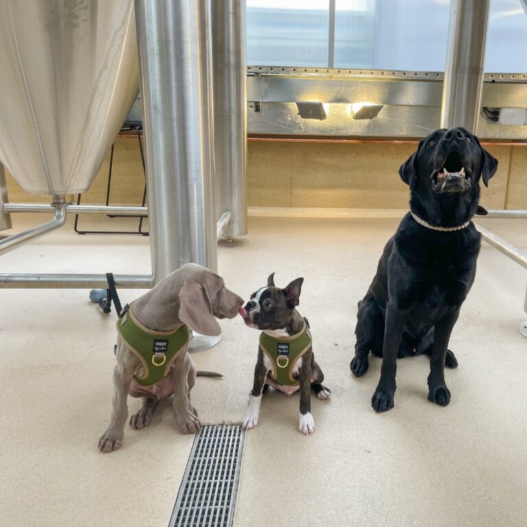 Modus Merewether 8 768x768