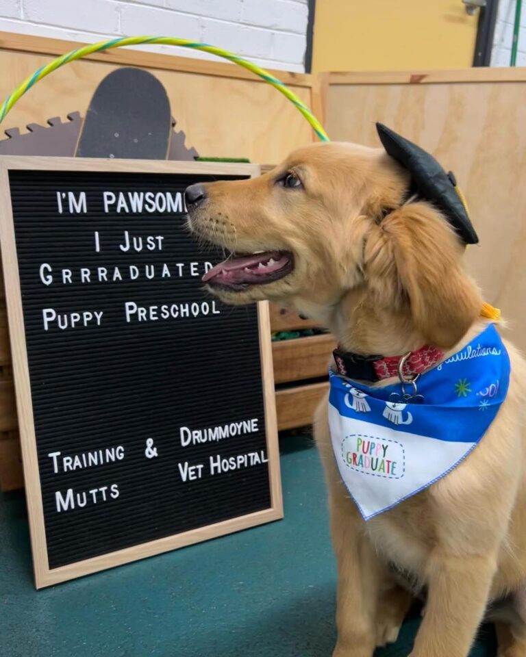 Training Mutts 3 768x960