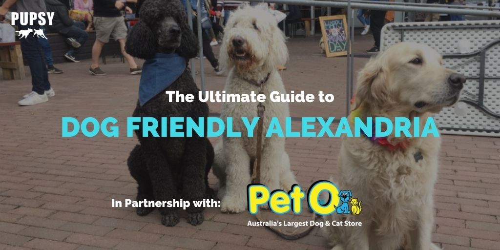 dog-friendly-alexandria