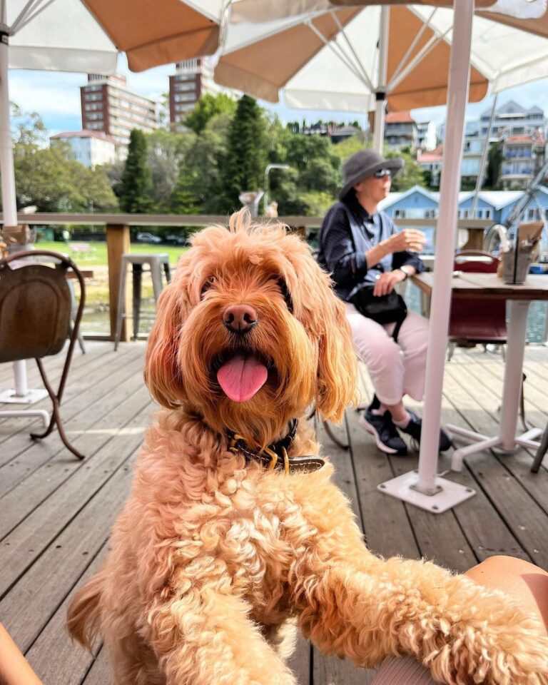 Flying Bear 22 768x960