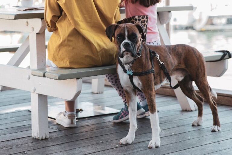 Mosman Rowers 96 1 768x512