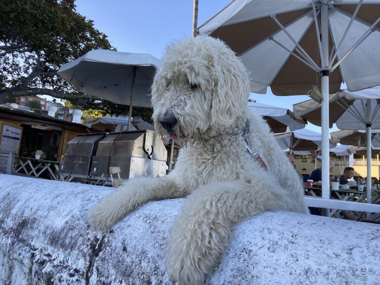 Navy Bear 20 768x576