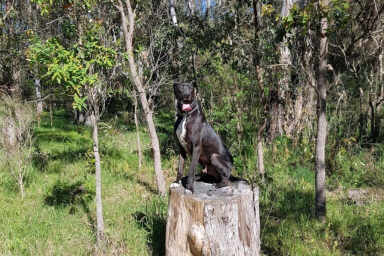 Werrington Dog Park 768x512