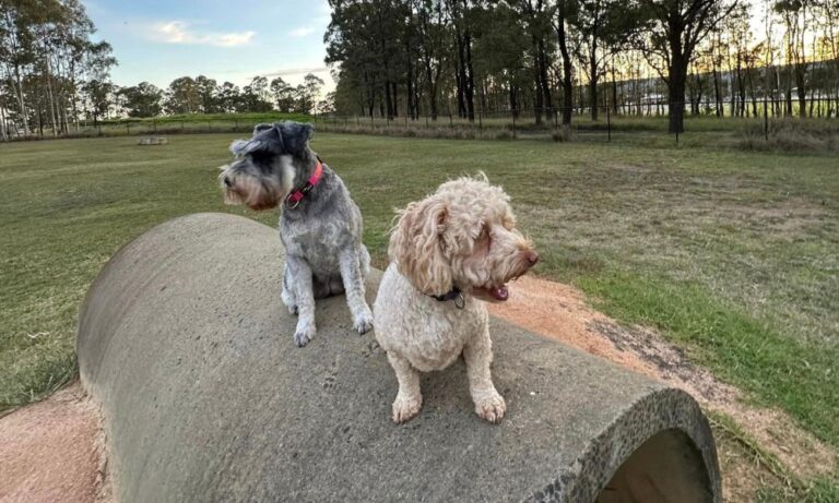 jamison dog park 106 1 768x461