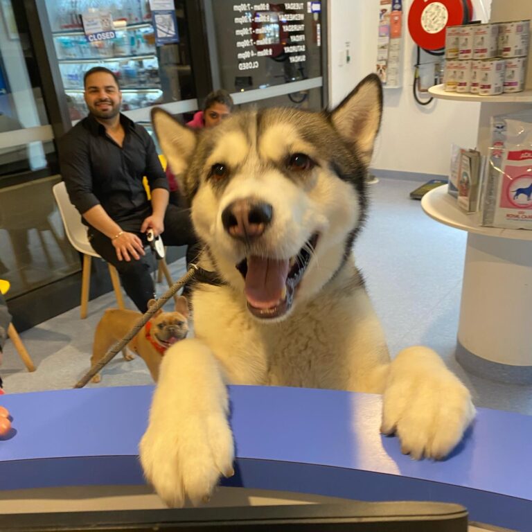 Harbourside Vet 3 768x768