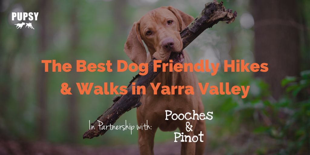 dog-friendly-yarra-valley-hikes-walks