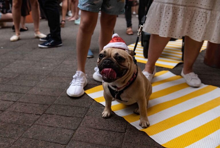 Fika Manly 1 768x516