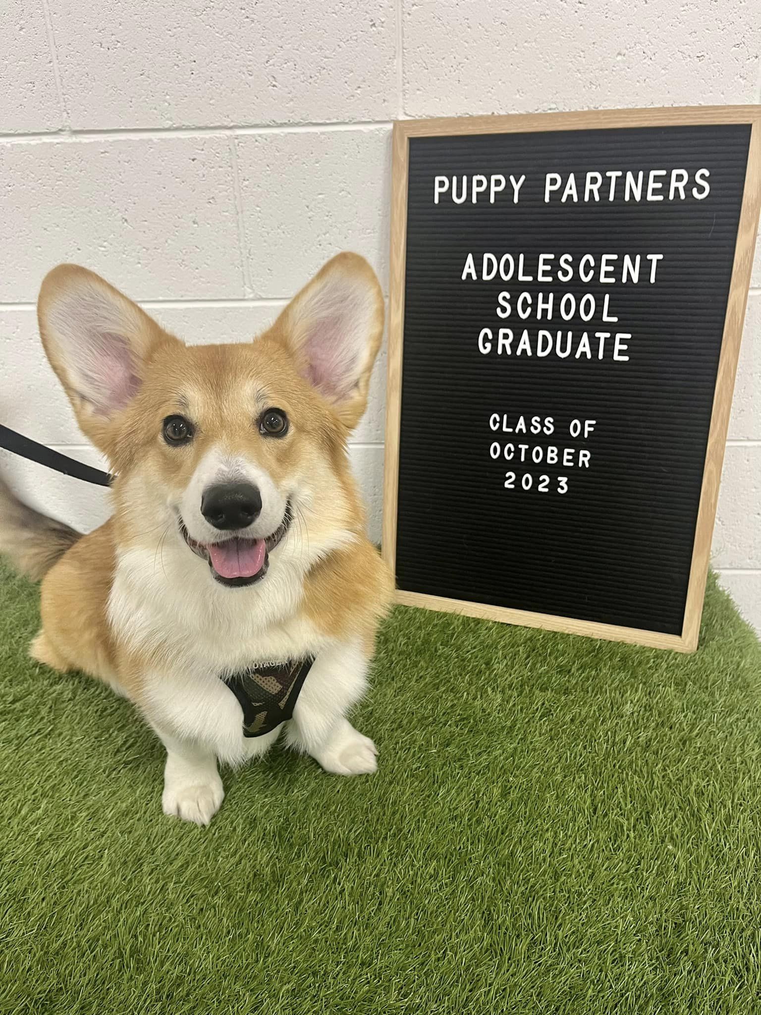 Puppy Partners 1