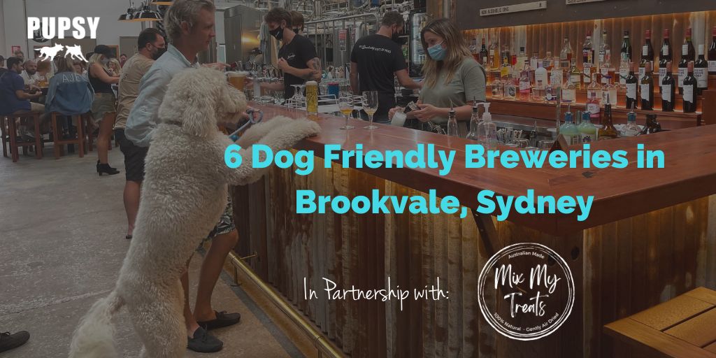 dog-friendly-brookvale-mixmytreats