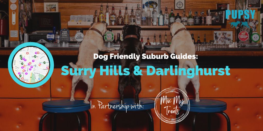 dog-friendly-surry-hills-mixmytreats