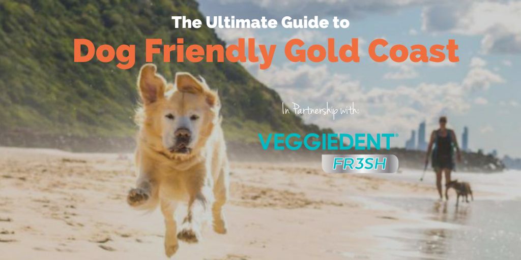 dog-friendly-gold-coast-veggiedent