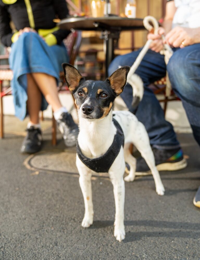 Kafe Kooks 3 768x994