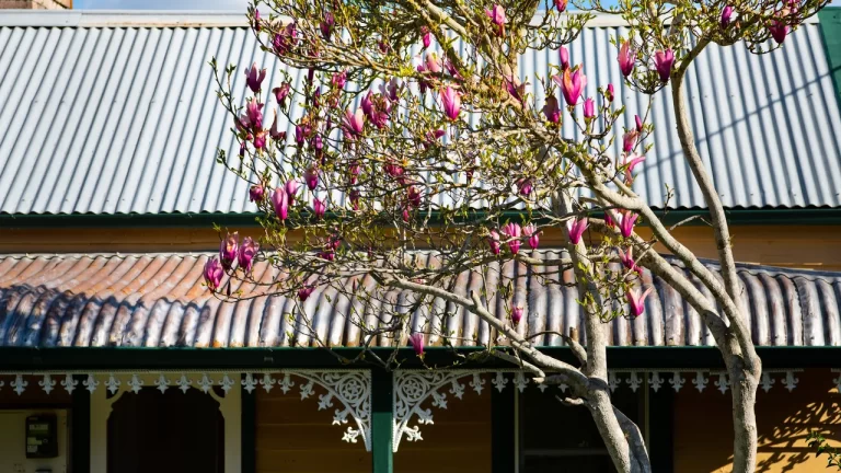 pembroke new dog friendly accommodation 1 768x432