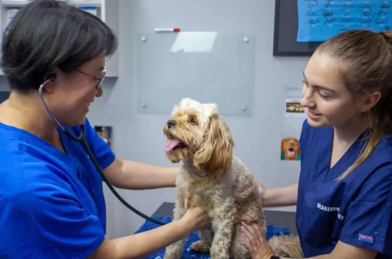 Blakehurst Vet 768x508