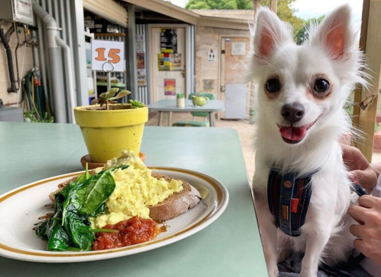 Cafe Komodo 22 768x560