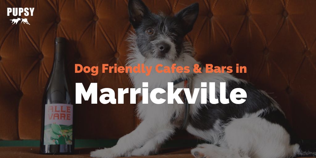 dog-friendly-marrickville